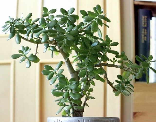 Không phải lưỡi hổ hay kim tiền, đây mới là cây “bảo vệ cửa ngõ”, xua tà giữ lộc, trồng 1 chậu như sở hữu 5 két vàng- Ảnh 2.
