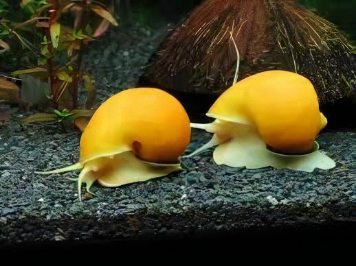 Loài vật có thể "mọc lại" cả nhãn cầu: Phát hiện mới mở kỳ vọng cho y học tái tạo của con người- Ảnh 5.