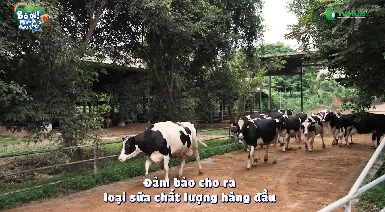 Tập 10 “Bố ơi, mình đi đâu thế?”: Chuyến đi “xanh mát” tại Trang trại hữu cơ TH khiến các bố con mê tít- Ảnh 6.