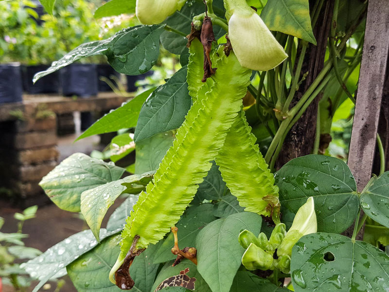 Thứ từng là "thức ăn cho lợn" nay có giá đắt đỏ, 1 triệu đồng/kg, ở Việt Nam trồng bạt ngàn- Ảnh 1.
