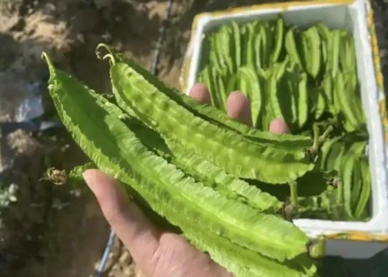 Thứ từng là "thức ăn cho lợn" nay có giá đắt đỏ, 1 triệu đồng/kg, ở Việt Nam trồng bạt ngàn- Ảnh 3.