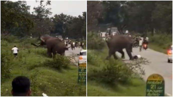 Người đàn ông bị voi dữ rượt đuổi, giẫm đạp lên người và cái kết- Ảnh 1.