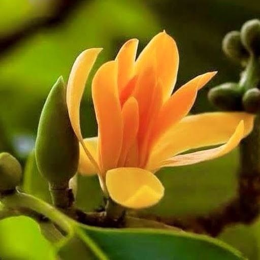 Lộc trời được ví 