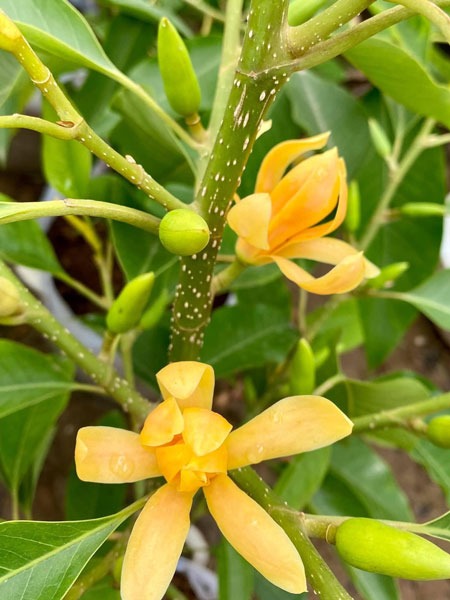 Lộc trời được ví 