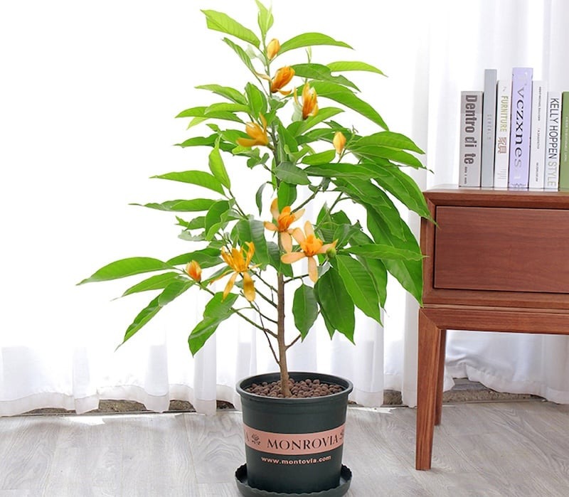 Lộc trời được ví 