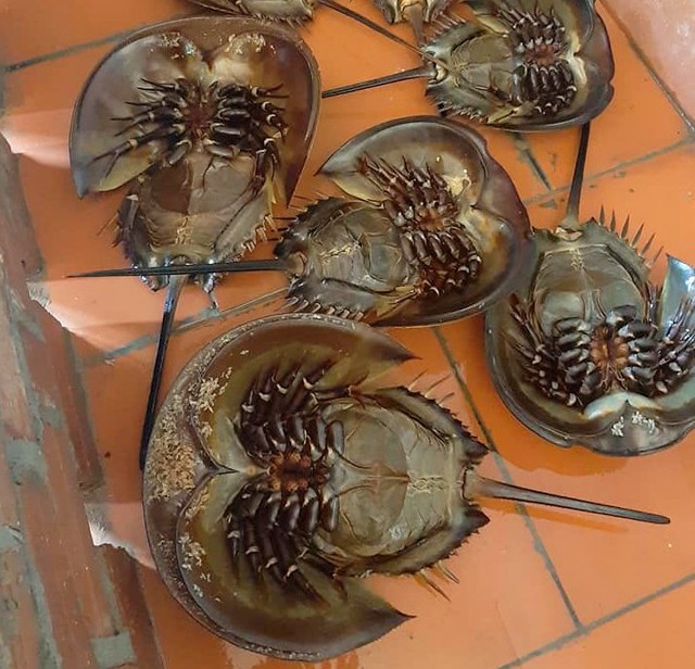 Đặc sản đắt hơn tôm, ghẹ, thuộc dạng quý hiếm ở Quảng Ninh: Bộ phận nào cũng nấu được, vị “kén người ăn”- Ảnh 1.