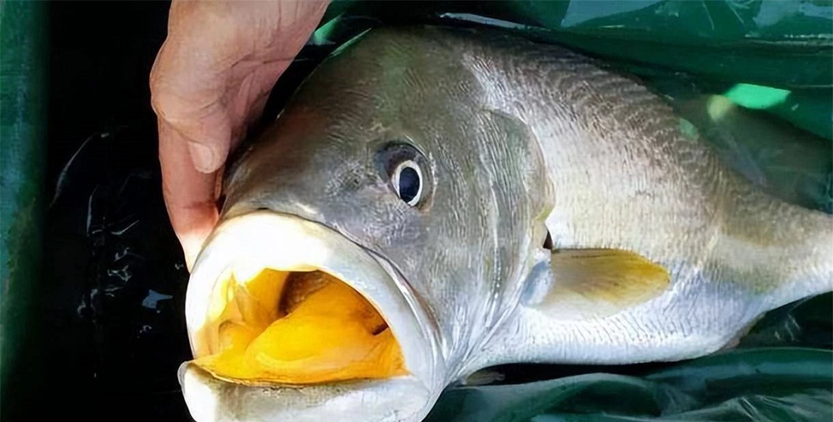 Loài cá đắt đỏ bậc nhất thế giới, trong bụng có thứ "quý như vàng", giá hơn 1 tỷ đồng/kg, ở Việt Nam cũng có- Ảnh 4.