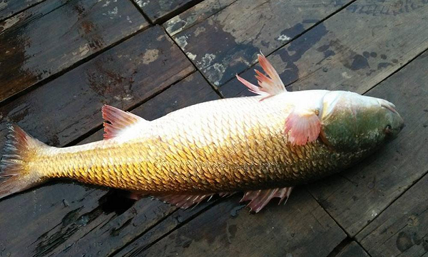 Loài cá đắt đỏ bậc nhất thế giới, trong bụng có thứ "quý như vàng", giá hơn 1 tỷ đồng/kg, ở Việt Nam cũng có- Ảnh 5.