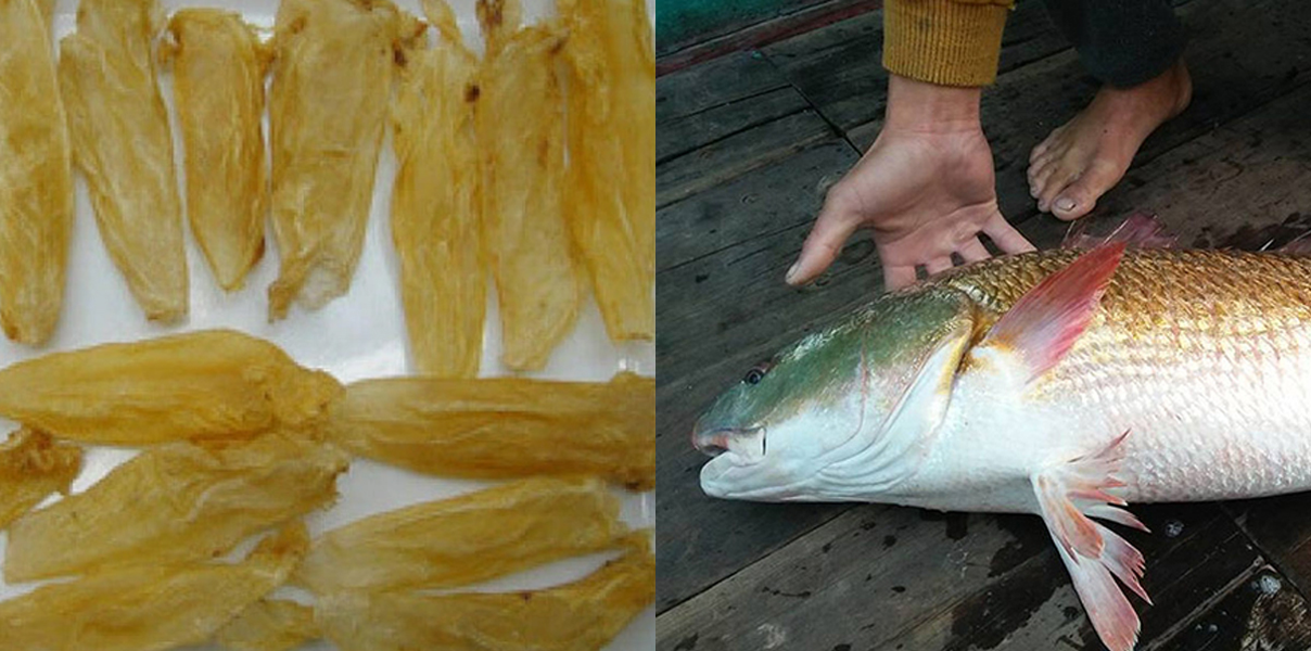 Loài cá đắt đỏ bậc nhất thế giới, trong bụng có thứ "quý như vàng", giá hơn 1 tỷ đồng/kg, ở Việt Nam cũng có- Ảnh 7.