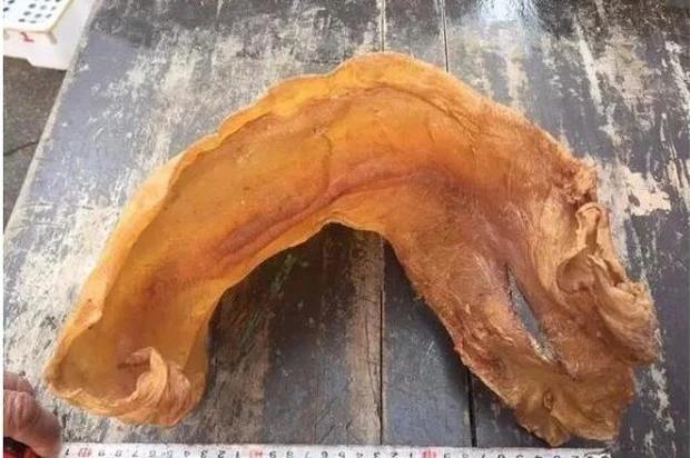 Loài cá đắt đỏ bậc nhất thế giới, trong bụng có thứ "quý như vàng", giá hơn 1 tỷ đồng/kg, ở Việt Nam cũng có- Ảnh 6.