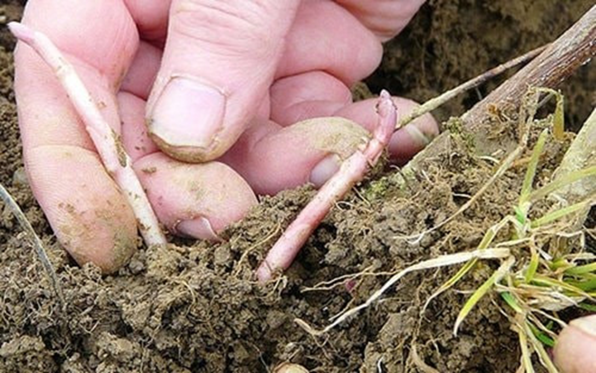 Loại rau dại từng không ai "ngó" đến, nay thành đặc sản 39 triệu đồng/kg- Ảnh 2.