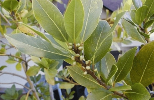 Loại lá ở Việt Nam nhiều người cho nhau miễn phí, ra nước ngoài giá 2 triệu đồng/kg- Ảnh 1.