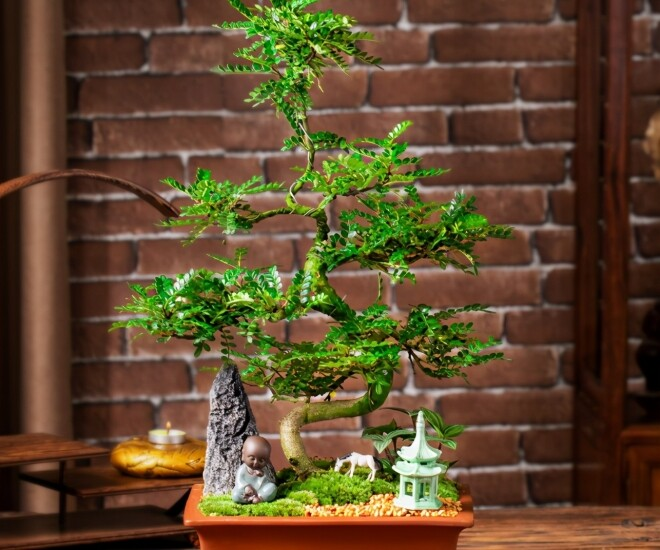 3 loại cây cảnh được người giàu thích trồng hơn cả hoa: Vừa sang trọng, vừa tốt cho sức khỏe- Ảnh 1.