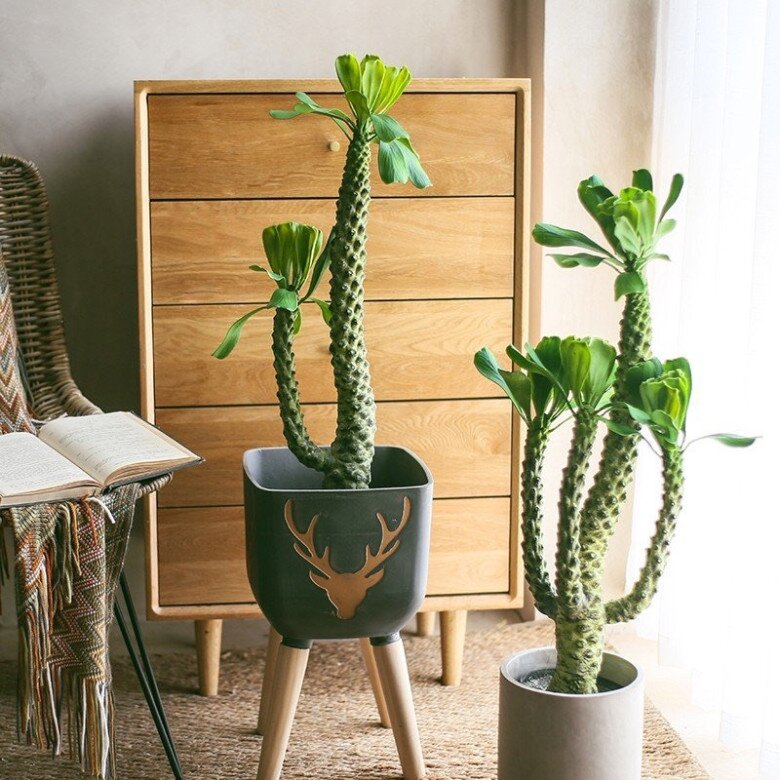 3 loại cây cảnh được người giàu thích trồng hơn cả hoa: Vừa sang trọng, vừa tốt cho sức khỏe- Ảnh 2.