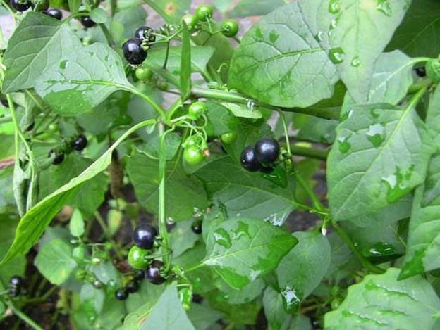Quả dại ven đường xưa không ai "ngó" nay có giá đắt đỏ, gần 1 triệu/kg, ở Việt Nam mọc um tùm- Ảnh 1.
