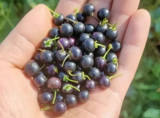 Quả dại ven đường xưa không ai "ngó" nay có giá đắt đỏ, gần 1 triệu/kg, ở Việt Nam mọc um tùm- Ảnh 2.