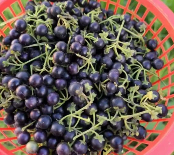 Quả dại ven đường xưa không ai "ngó" nay có giá đắt đỏ, gần 1 triệu/kg, ở Việt Nam mọc um tùm- Ảnh 3.