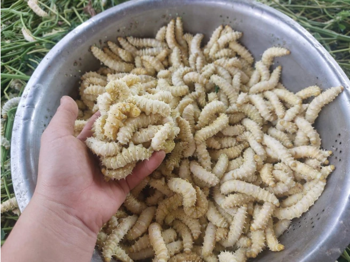 Những món đặc sản từ sâu bọ ở Việt Nam khiến nhiều người 
