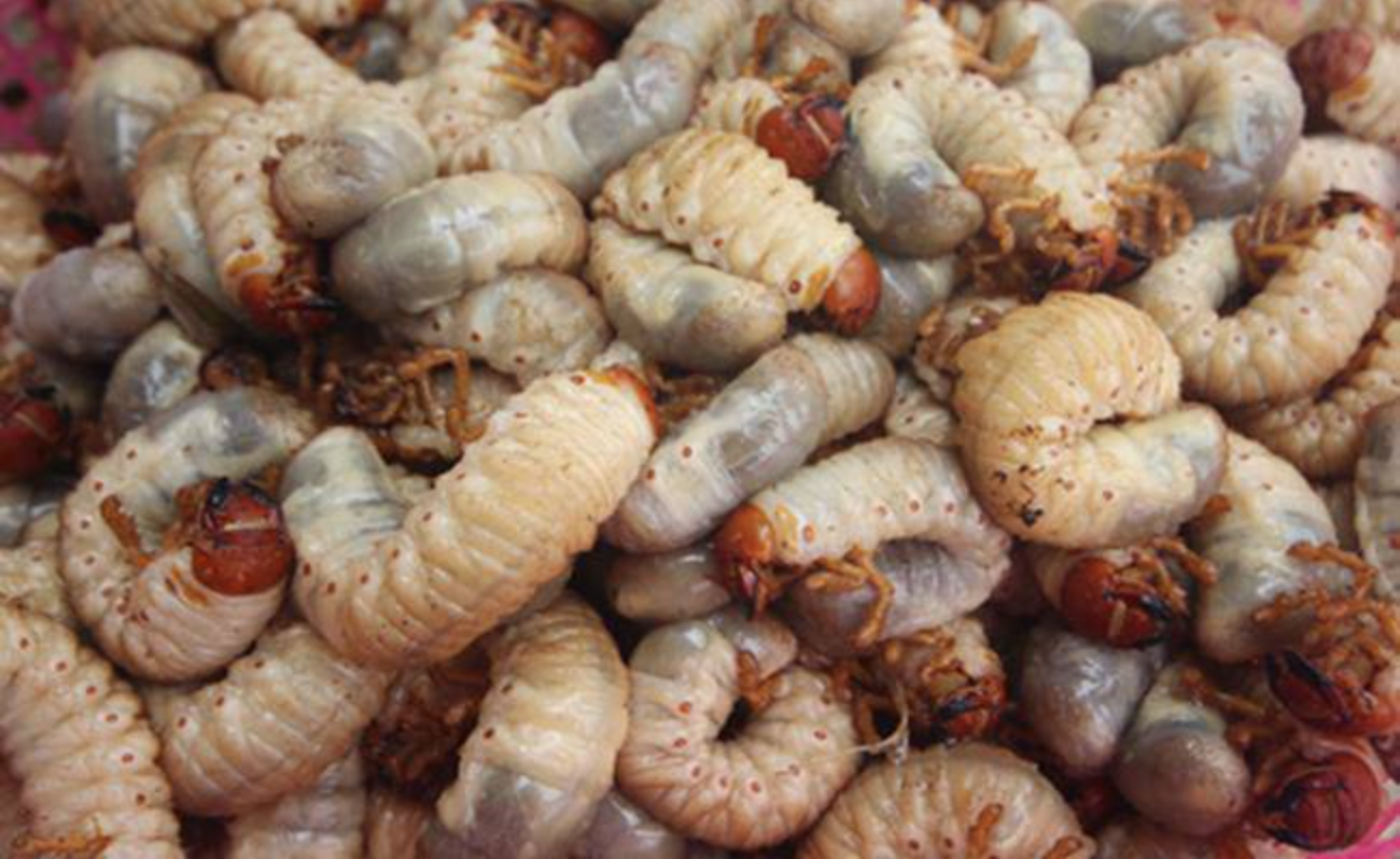 Những món đặc sản từ sâu bọ ở Việt Nam khiến nhiều người 