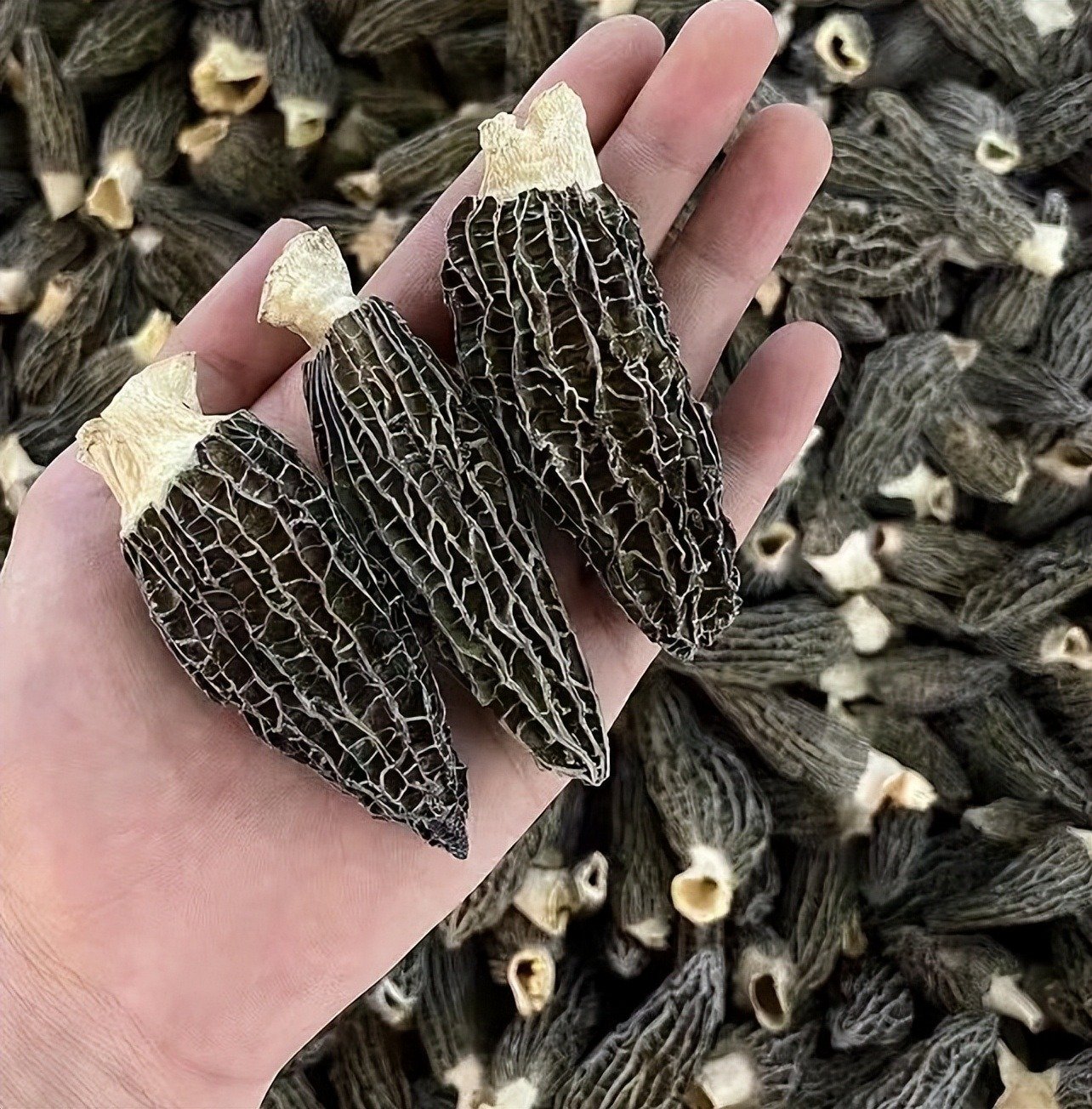 Cây dại quý hiếm bậc nhất thế giới, vị ngon hơn thịt, cực bổ dưỡng, 13 triệu đồng/kg- Ảnh 3.