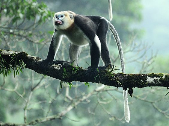 Loài chưa từng xuất hiện ngoài Việt Nam: Một cuộc phục hồi kỳ diệu đã diễn ra, hiện chỉ còn 200 cá thể- Ảnh 5.