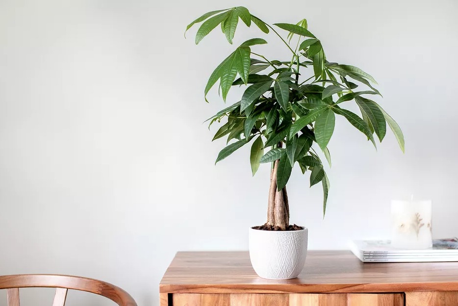 Ông bà dặn: Nhà có cây xanh, người có sức khỏe, con cháu làm ăn lãi lớn - 4 cây này xứng đáng được rước vào nhà- Ảnh 1.