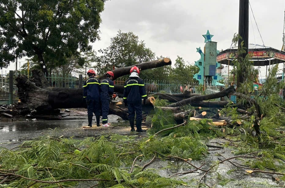 Cây phượng cổ thụ bật gốc đổ trúng 2 vợ chồng đi xe máy- Ảnh 2.