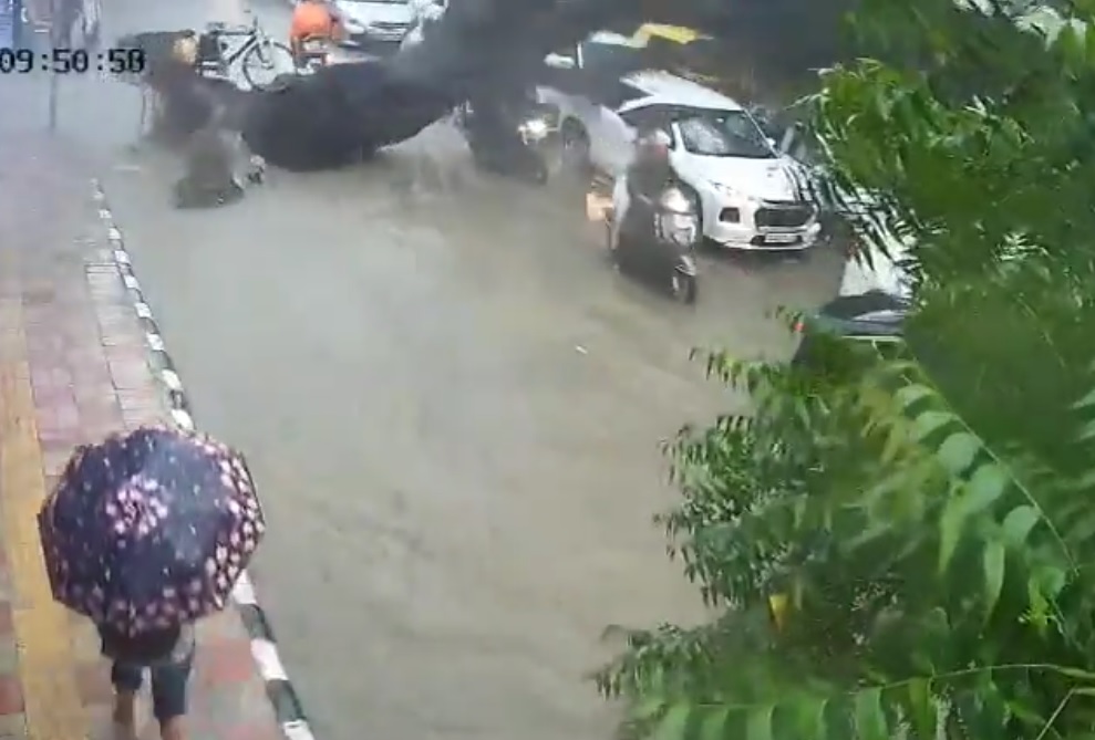 Cây xanh bất ngờ bật gốc, đè trúng hai cha con đi xe máy- Ảnh 1.