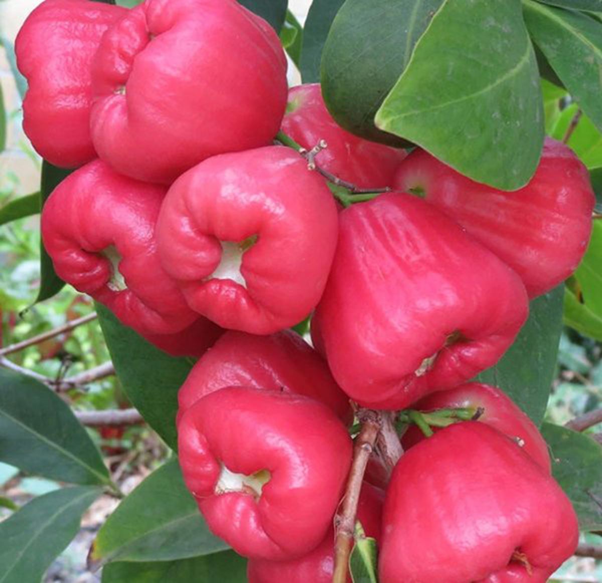 Loại quả quê ở Việt Nam chín rụng đầy gốc, sang nước ngoài vừa đắt đỏ vừa được coi là "vua trái cây"- Ảnh 1.