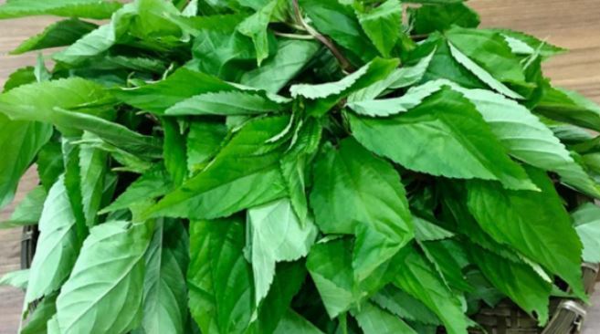 Loại rau ít "ngậm" thuốc trừ sâu nhất chợ, người Nhật "mê tít", ở Việt Nam mọc đầy bờ rào- Ảnh 2.