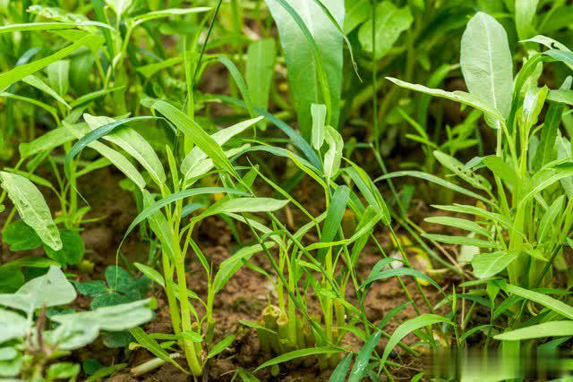 7 loại rau “khó bị sâu bệnh”, cực dễ trồng dễ chăm, ai sợ thuốc trừ sâu thì có thể tự trồng tại nhà- Ảnh 2.