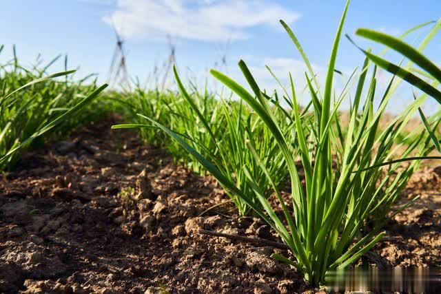 7 loại rau “khó bị sâu bệnh”, cực dễ trồng dễ chăm, ai sợ thuốc trừ sâu thì có thể tự trồng tại nhà- Ảnh 3.