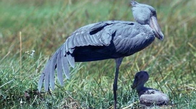 Loài chim quý hiếm bậc nhất thế giới, cao bằng người, chuyên săn cá sấu- Ảnh 1.