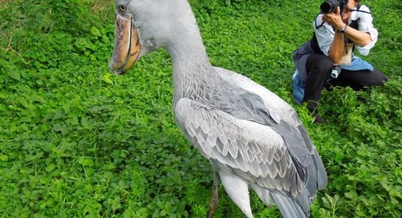 Loài chim quý hiếm bậc nhất thế giới, cao bằng người, chuyên săn cá sấu- Ảnh 2.
