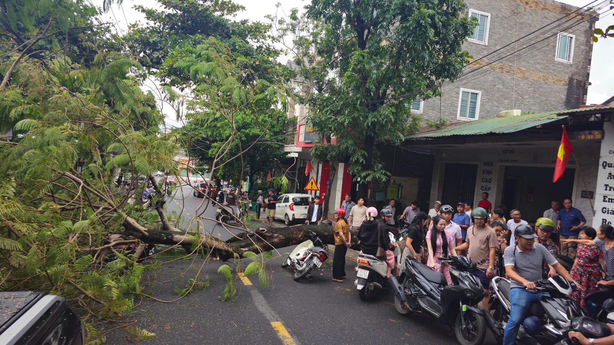 Cây xanh trên vỉa hè bật gốc, đè 2 xe máy đang lưu thông ở Quảng Trị- Ảnh 1.