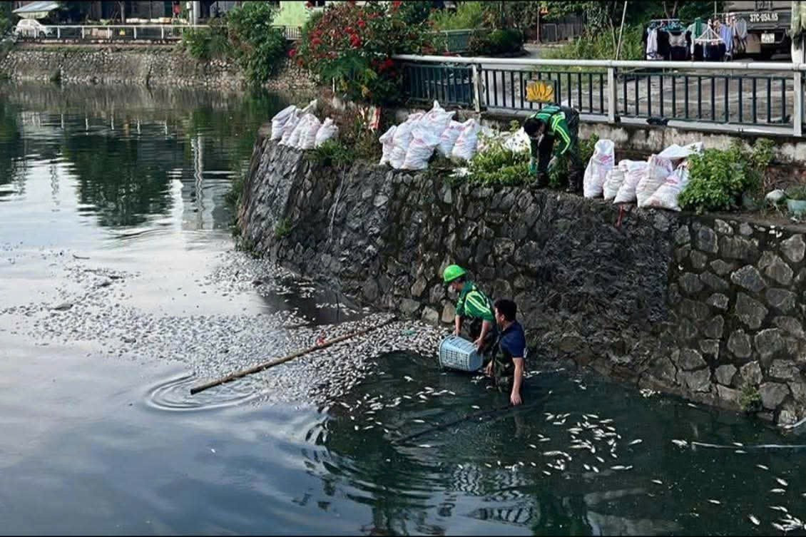 Giăng lưới vớt cá chết nổi trắng trên kênh hào thành cổ Vinh- Ảnh 5.