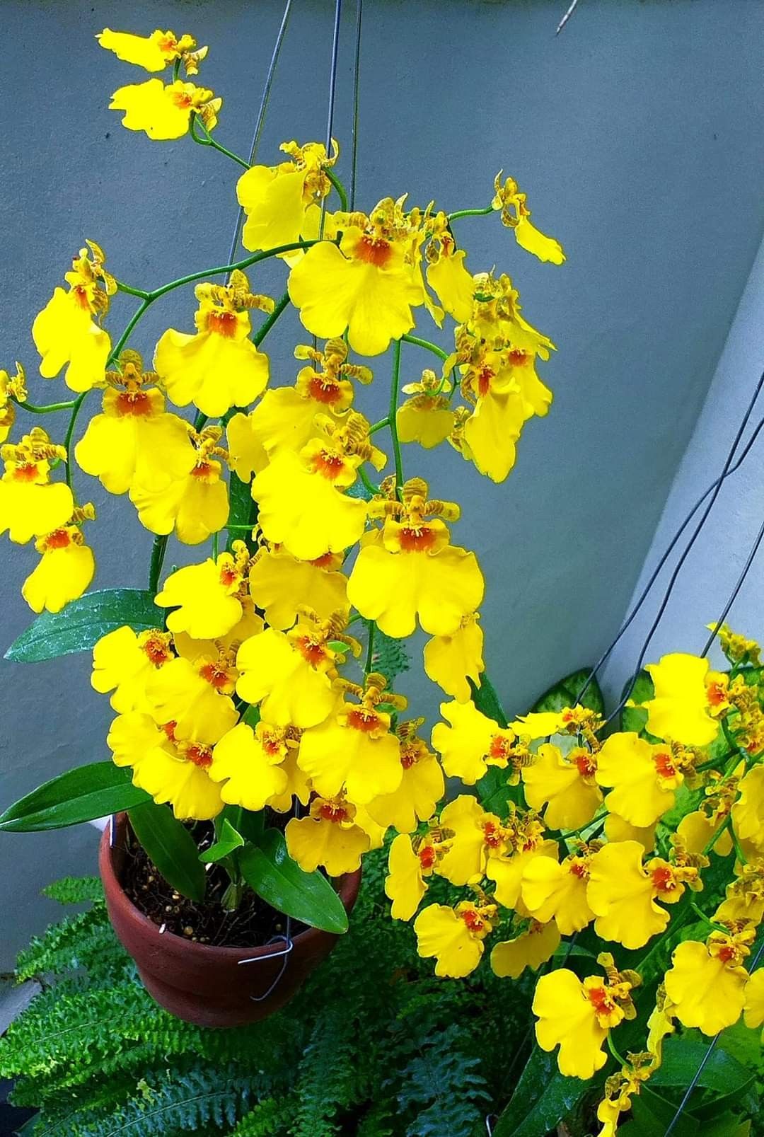 7 loài hoa nở trước cửa tựa như 