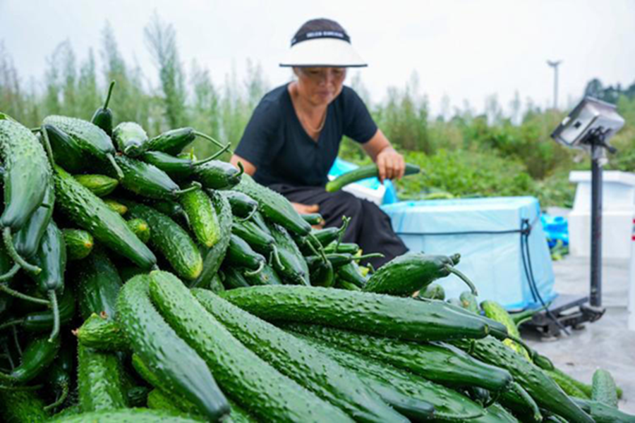 Dưa chuột 