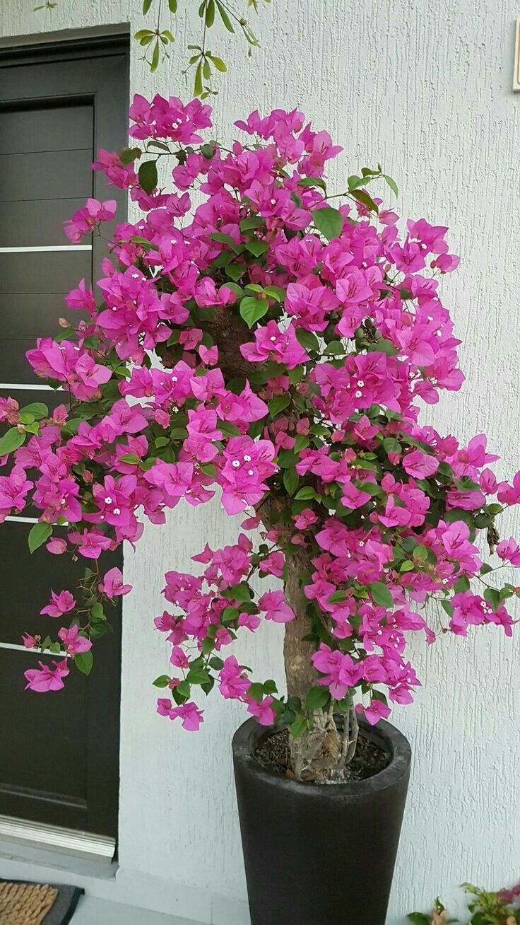7 loài hoa nở trước cửa tựa như 