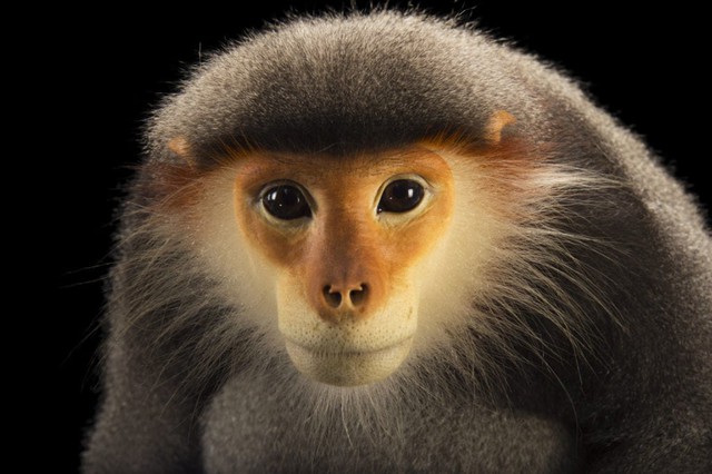 Lo&agrave;i vật chỉ c&oacute; ở Việt Nam: Đẹp bậc nhất thế giới, c&ograve;n chưa tới 2.500 c&aacute; thể, nguy cơ tuyệt chủng cận kề- Ảnh 4.