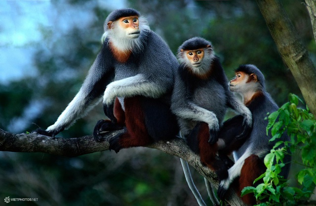 Lo&agrave;i vật chỉ c&oacute; ở Việt Nam: Đẹp bậc nhất thế giới, c&ograve;n chưa tới 2.500 c&aacute; thể, nguy cơ tuyệt chủng cận kề- Ảnh 2.