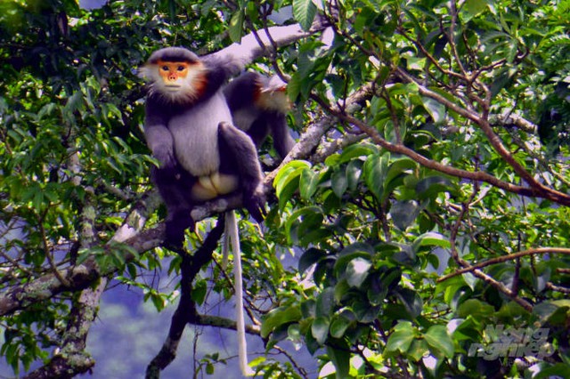 Lo&agrave;i vật chỉ c&oacute; ở Việt Nam: Đẹp bậc nhất thế giới, c&ograve;n chưa tới 2.500 c&aacute; thể, nguy cơ tuyệt chủng cận kề- Ảnh 1.