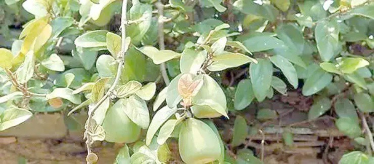 Loại cây mọc dại khắp Việt Nam trước không ai "ngó", ở nước ngoài gần nửa triệu/kg- Ảnh 1.