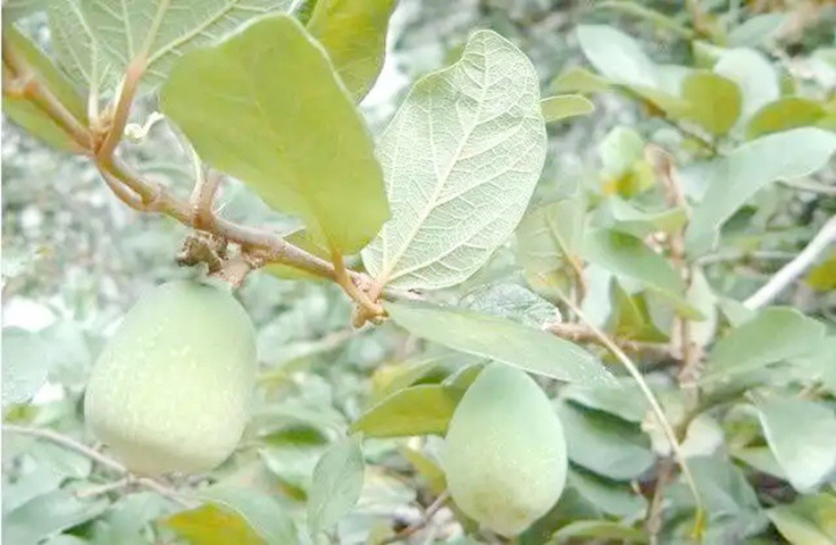 Loại cây mọc dại khắp Việt Nam trước không ai "ngó", ở nước ngoài gần nửa triệu/kg- Ảnh 2.