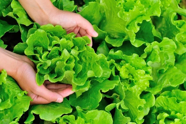 3 loại rau mùa hè không lo thuốc trừ sâu lại giàu dinh dưỡng- Ảnh 2.