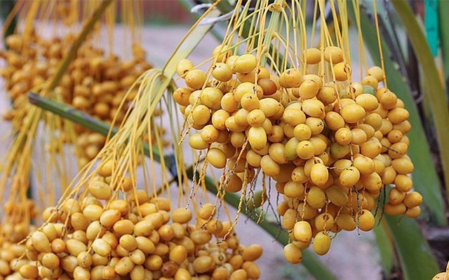 Loại quả được ví như "đường tự nhiên", ngọt mà không hại, giá rẻ hơn cherry, ăn tươi hay khô đều được- Ảnh 1.