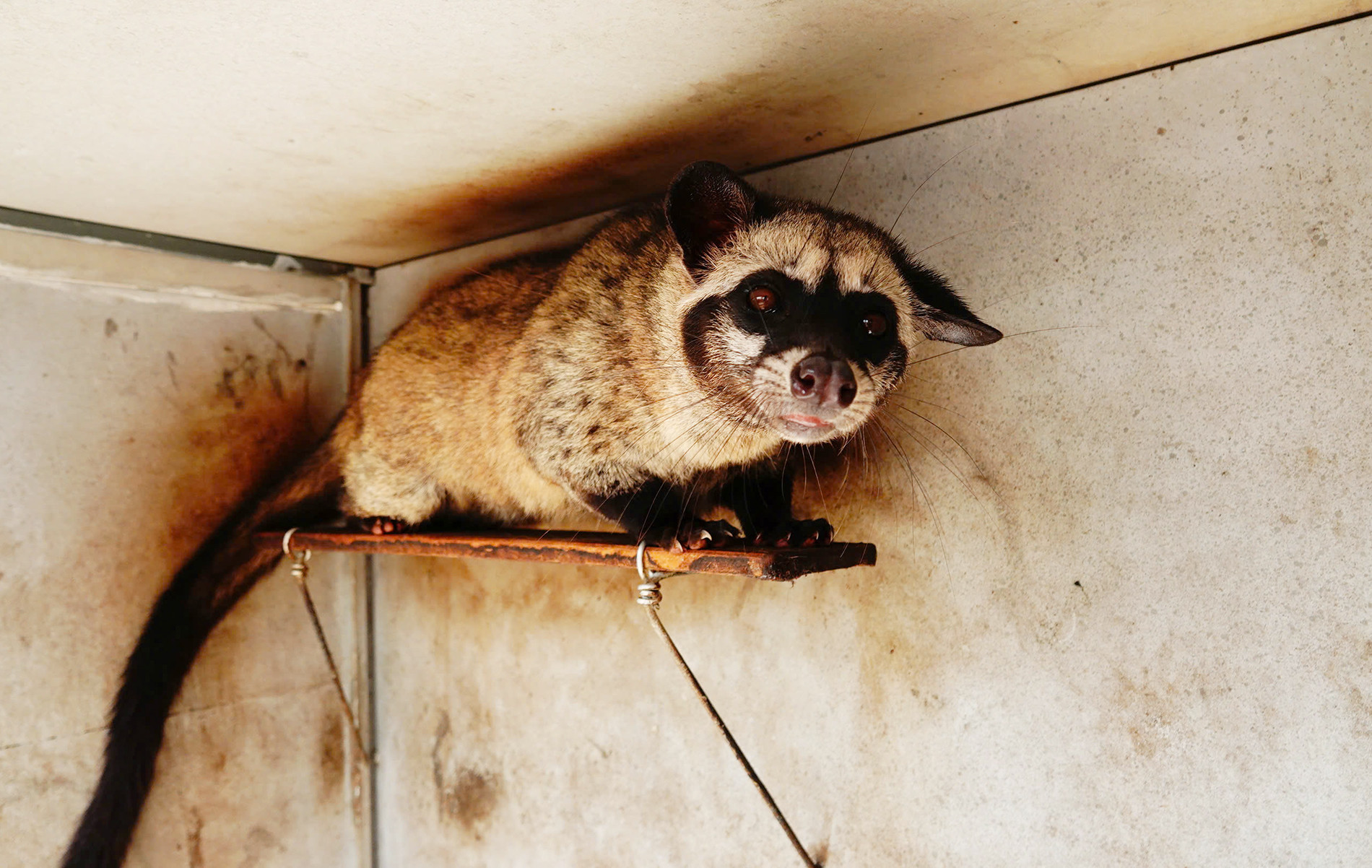 Cãi vợ nuôi con "đặc sản" dân nhậu thích mê, lão nông kiếm bộn tiền- Ảnh 3.