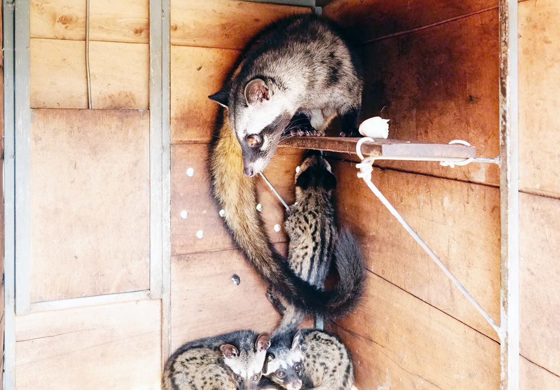 Cãi vợ nuôi con "đặc sản" dân nhậu thích mê, lão nông kiếm bộn tiền- Ảnh 2.
