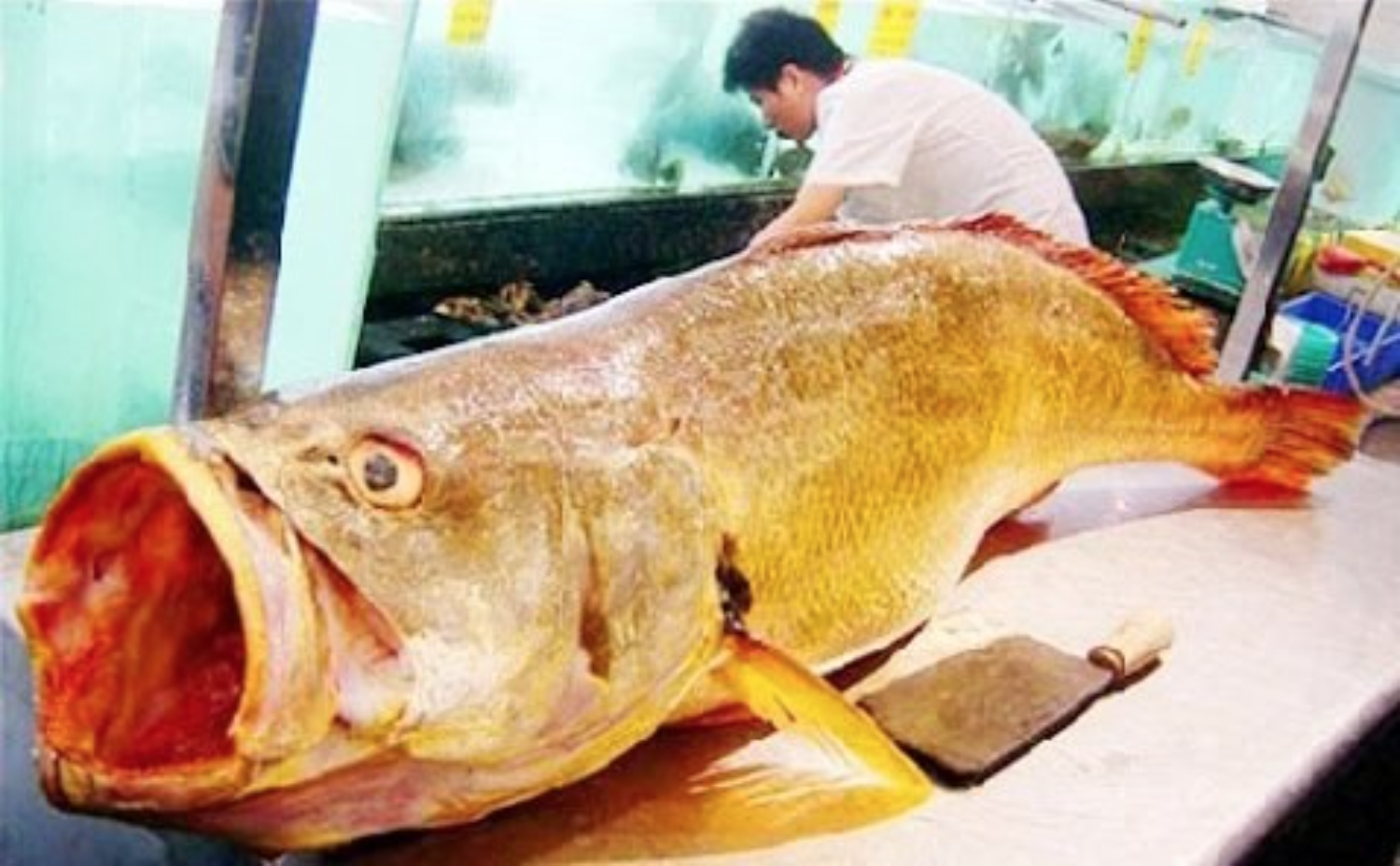Loài cá Việt Nam "giá tiền tỷ", trong bụng chứa báu vật khiến giới nhà giàu săn lùng khắp châu Á- Ảnh 3.