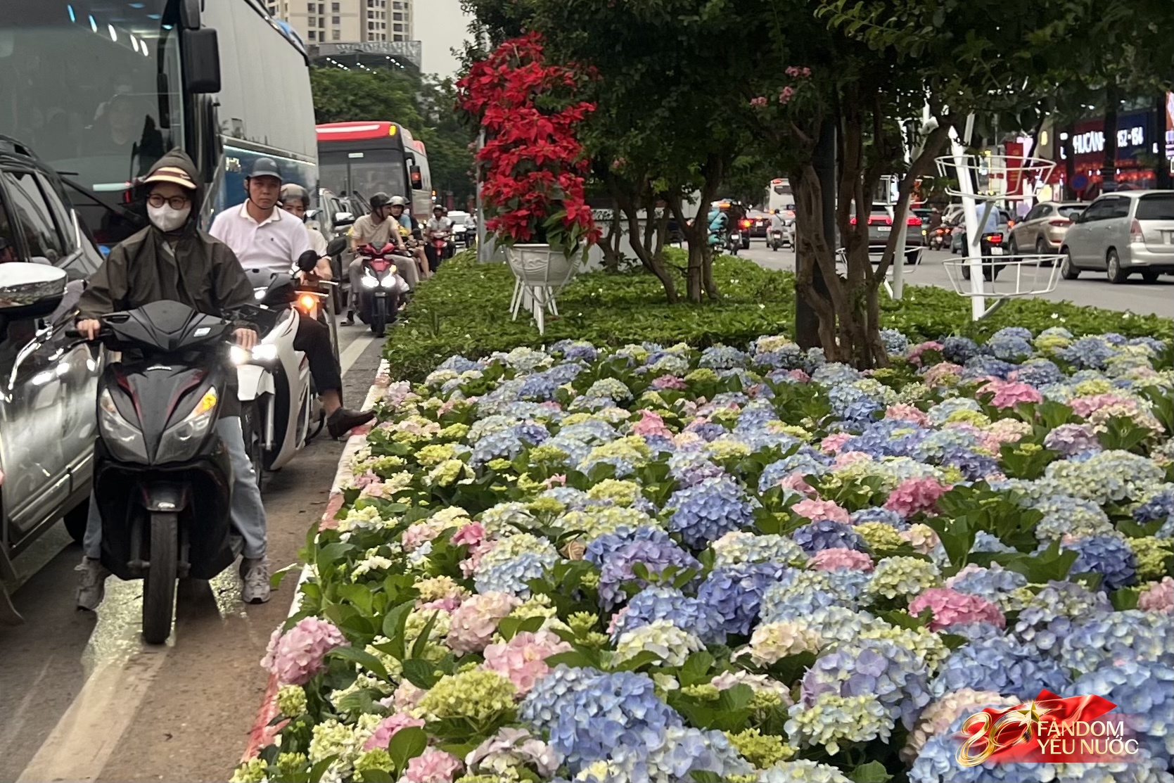 Người dân Hà Nội ngỡ ngàng trước cảnh tượng như ở Đà Lạt ngay trên phố Trần Duy Hưng trước thềm đại lễ 2/9- Ảnh 2.
